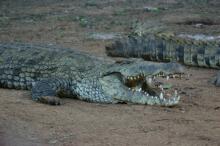 Krokodilfütterung in der Samburu Lodge